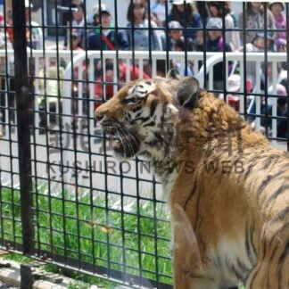 ココアありがとう　釧路市動物園のアムールトラ　17歳の生涯に幕【釧路市】_2(2025-06-21)