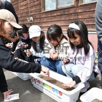 きれいに咲いて コスモス種まき　沼幌小児童【標茶】(2025-06-02)