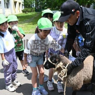 かわいい！羊仲間入り　昭和小で２頭の飼育始まる【釧路市】(2025-06-26)