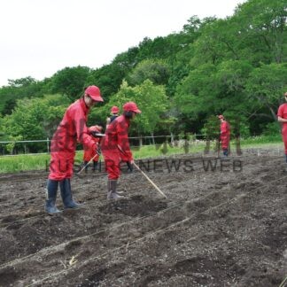 標茶高生が陸稲栽培　「オールくしろ」日本酒目指す【標茶】(2025-06-29)