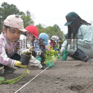カボチャ苗植え作業に汗　ランタンプロジェクト【中標津】(2025-06-07)