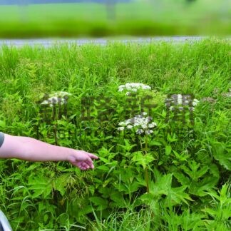 釧根でもバイカルハナウド？　各自治体に問い合わせ相次ぐ(2025-07-05)