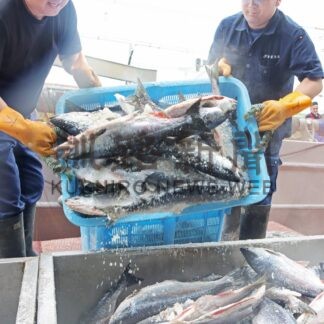 ベニザケ・シロザケ過去最多　総漁獲量過去２番目６７㌧　２００㌋曳き網試験操業【根室市】(2025-07-15)