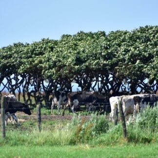 真夏日連続４日　根室市内観測史上初【根室市】(2025-07-25)