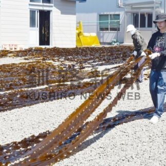学生がコンブ作業に汗流す　根室・歯舞地区東海大生が作業体験【根室市】(2025-07-25)