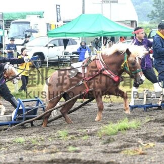 ポニーばん馬、迫力レース【釧路市】(2025-07-28)