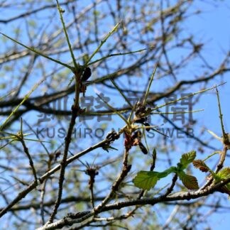 マイマイガ根室も大量発生　牧場で食害、灰褐色の森に【根室市】(2025-07-29)