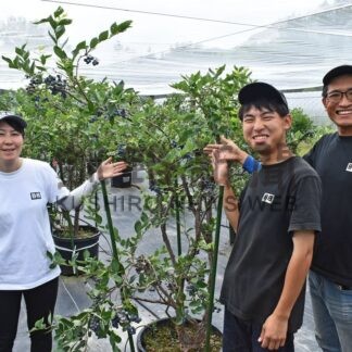 ブルーベリー狩り楽しもう　１日から予約受け付け【弟子屈町】(2025-07-30)