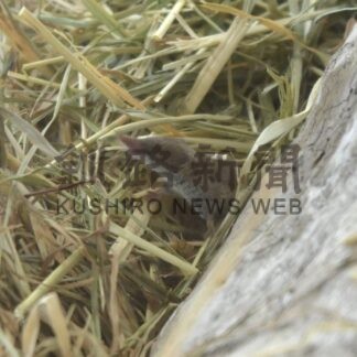 トガリネズミ 実物見て　世界最小哺乳類、白糠で道内４種展示【白糠町】(2025-08-06)