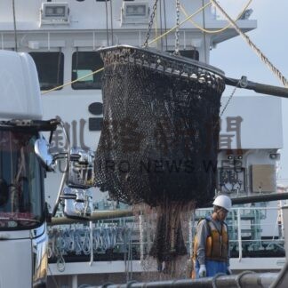 釧路港イワシ水揚げ低迷　昨年比の半数、５万㌧【釧路市】(2025-08-07)