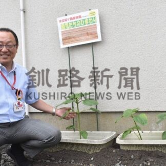 ヒマワリの種受け継いで　閉園した桜ケ岡保育園　郵便局に伝統託す【釧路市】(2025-08-09)