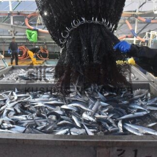 サンマ棒受け網漁初水揚げ　昨年の２．６倍、１７３㌧、花咲港【根室市】(2025-08-16)