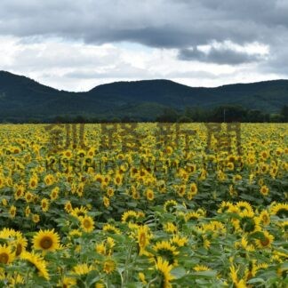 畑一面大輪ヒマワリ　下旬まで見頃【弟子屈町】(2025-08-21)