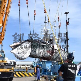 ミンククジラ初水揚げ　２５日以降市内小売店へ【釧路市】(2025-08-23)