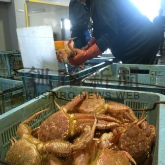 毛ガニ漁初水揚げ　釧路西部海域解禁、白糠漁港に２００㌔【白糠町】(2025-09-04)