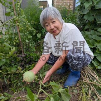 キュウリの種からメロン？　丸藤さん家庭菜園で初の珍事、「うっすら甘い」【標茶町】(2025-09-04)