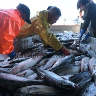 秋サケ１．５㌧初水揚げ　白糠漁港、定置網漁が解禁【白糠町】(2025-09-05)