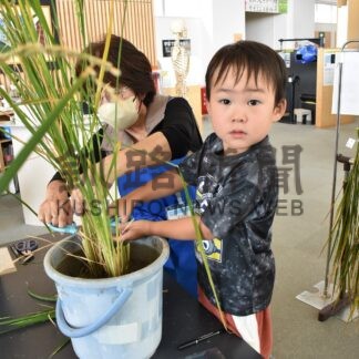 子供が元気に稲刈り　遊学館で米づくり体験【釧路市】(2025-09-08)