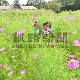 コスモス見頃、のんき村まつり楽しむ【厚岸町】(2025-09-10)