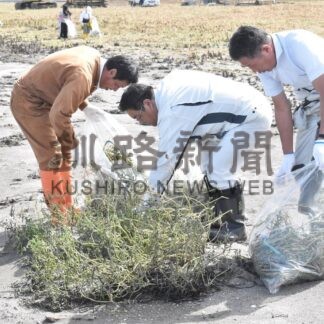 ウラギク保護へ活動　オニハマダイコン駆除【根室市】(2025-10-01)