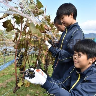 ブドウ「甘くておいしい」　秋の風物詩　中学生ら収穫体験【弟子屈町】(2025-10-10)
