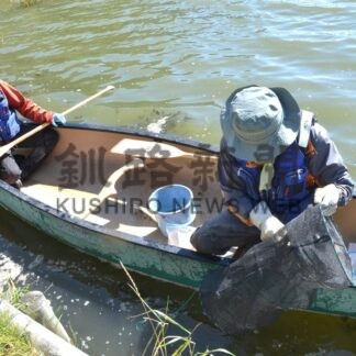 春採湖、ウチダザリガニ激減　捕獲２匹、２０年の駆除活動成果　釧路・今年度調査【釧路市】(2025-10-14)