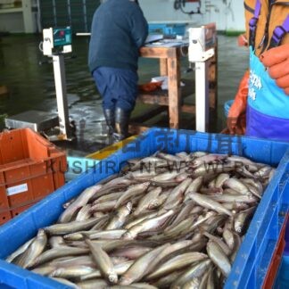 シシャモ１．７㌧初水揚げ　釧路海域で漁始まる【白糠町】(2025-10-22)