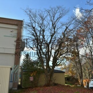 弟子屈の名木巡ろう　３１日までツアー参加者募集【弟子屈町】(2025-10-29)