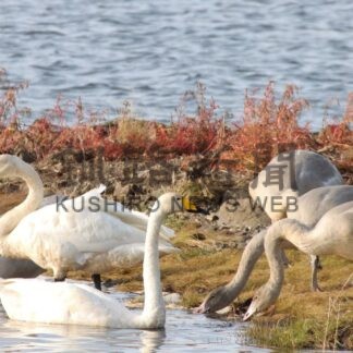 オオハクチョウ１３４６羽確認　初飛来は７日、根室で個体数調査【根室市】(2025-10-29)