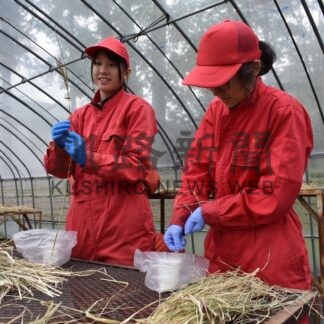 稲穂が実り「感動」　標茶高で脱穀作業、地元で稲作大きな前進【標茶町】(2025-11-02)