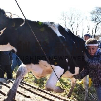 元気に育った若牛たち帰る　新野牧場の夏期放牧終了【釧路市】(2025-11-06)