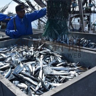 花咲港１０年ぶりサンマ水揚げ１００億円突破　１０月末【根室市】(2025-11-06)
