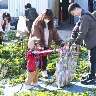 訳ありダイコン、格安で　八丸八ファームが即売会【釧路市】(2025-11-16)
