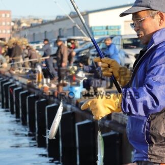サンマ釣りにぎわう　根室港、岸壁に太公望続々【根室市】(2025-11-17)