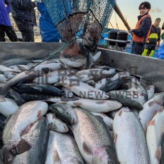 釧路港副港で養殖サーモン２．２㌧水揚げ　海面実証実験　魚体も順調に成長【釧路市】(2025-11-19)