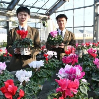 シクラメン鮮やか　別海高で来月２、３日販売会【別海町】(2025-11-27)