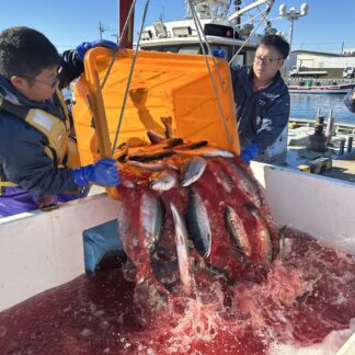 トラウトサーモン３年目は高水温で成長停滞　根室市、養殖試験の結果公表【根室市】(2025-12-26)