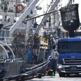 釧路港 水揚げ量全国２位　マイワシ不振、４年ぶり１００億円下回る【釧路市】(2025-12-27)