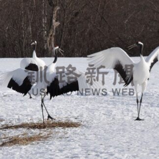 タンチョウシーズン本番　阿寒国際ツルセンター、観光客らでにぎわう【釧路市】(2026-01-08)