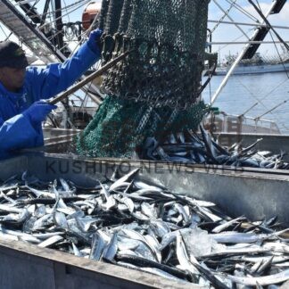 花咲港サンマ１６年連続水揚げ日本一　２５年、３１％増２万６０００㌧【根室市】(2026-01-08)