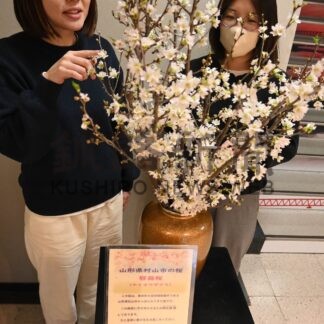 厚岸に啓翁桜 春感じて　友好都市、山形・村山市から届く【厚岸町】(2026-01-23)