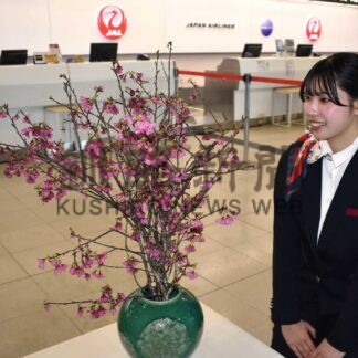 沖縄から釧路空港に琉球寒緋桜届く　一足早い春の便り【釧路市】(2026-01-30)