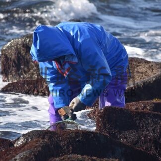 冬の風物詩　ふのり漁始まる【根室市】(2026-02-06)
