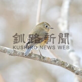釧路でルリビタキ越冬か　春採湖で観察、市立博物館「珍しい」【釧路市】(2026-02-23)