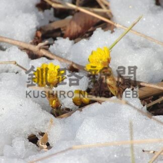 キタミフクジュソウ開花　例年より１０日ほど早く【根室市】(2026-03-11)