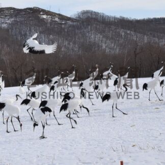 タンチョウ「準絶滅危惧」に　レッドリスト引き下げ、生息数回復を評価【釧路市】(2026-03-18)