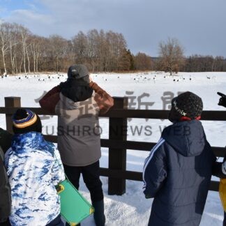 タンチョウ１９０２羽確認　道越冬分布第２回調査　鶴居５６７羽で最多【釧路市】(2026-03-19)