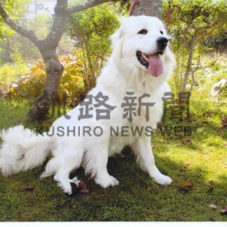 釧根初認定セラピードッグ死ぬ　佐々木さん、１２年の日々忘れない【釧路市】_1(2026-03-24)