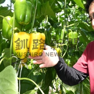 黄色パプリカ出荷始まる　３５００玉、みずみずしく肉厚【釧路市】(2026-03-26)
