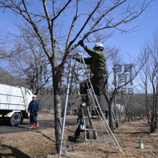 別保公園のサクラの木剪定　釧路造園組合【釧路町】(2026-03-30)
